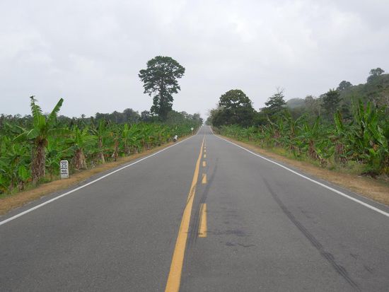 Das "grüne Gold" rechts und links neben der Strasse