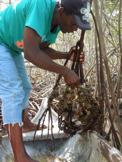 Hier wird geerntet ...