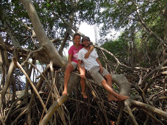 Die Mangrovenwurzeln sind recht stabil.