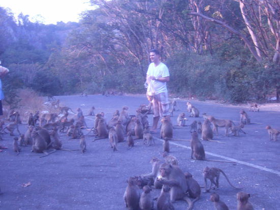 Die Affenbande ist los...