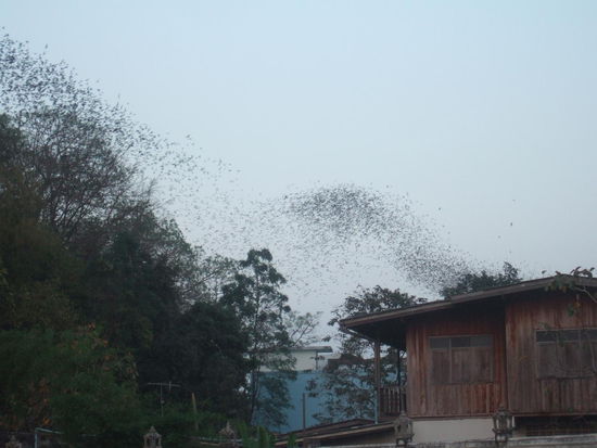 Die Fledermäuse kommen aus der Höhle.