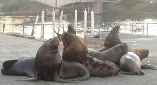 ...und plötzlich steht und liegt eine Gruppe von Seelöwen mitten auf der Uferpromenade in Valdivia. Da heißt es Abstand halten, ein paar Fotos knipsen und im großen Bogen an ihnen vorbei gehen. Diese Gruppe kommt jeden Abend hierher, um noch ein paar Reste vom Fischmarkt zu ergattern.