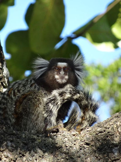 Diese kleinen putzigen Gesellen saßen meistens gut getarnt in den Bäumen. Sobald es allerdings etwas zu Essen gab, kamen sie aus allen Ecken...