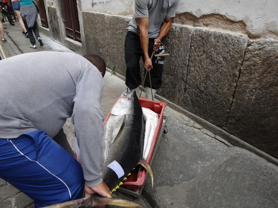 Ein ganz dicker Fisch kommt uns da in die Quere...