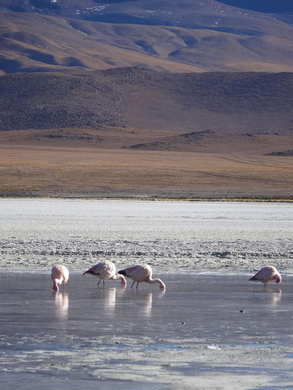 Diese rosaroten Gesellen trotzen dem kalten Wüstenklima. Nachts war es frostig kalt: bis zu 10 Grad unter Null (geschätzt)!