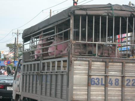 schweinetransporter auf dem rueckweg