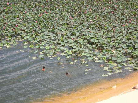 Unsere Blumenkinder pfluecken uns Wasserlilien am Rande der Wueste (und Catha weint wieder fast vor Ruehrung und Mitleid)