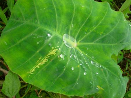 Wunder der Natur