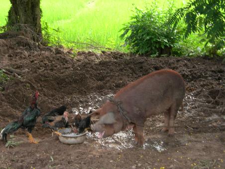 "Haut rein, Freunde" sprach das Schwein.