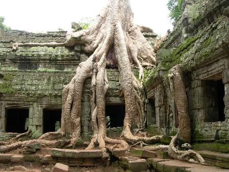 Beeindruckend!! (Der Tomb Raider Baum in Ta Prohm)