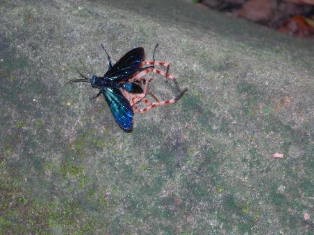 Ein Schwertransporter
(Spinne wird nach Erlegung abtransportiert und den gesamten Baum hochgetragen)