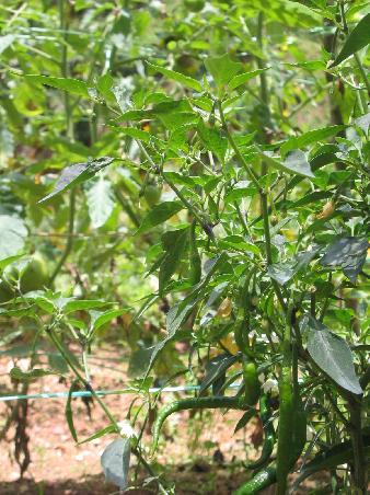 geschafft! raus aus dem dschungel, rein in das gemuesebeet: eine chillipflanze