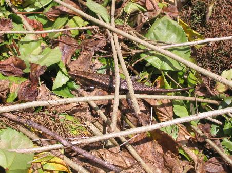 eine "snake lizard"