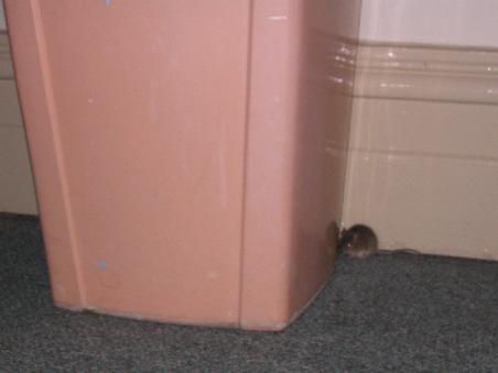 dicke maus (hostelbewohner, gesehen: im zimmer)