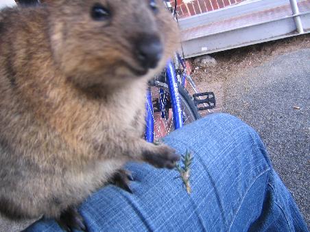 ein besagter/s quokka: prompt hat er es sich auf meinem bein bequem gemacht und lacht mich freundlich an