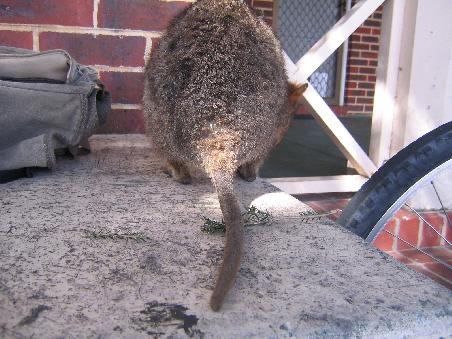 ein quokka von hinten