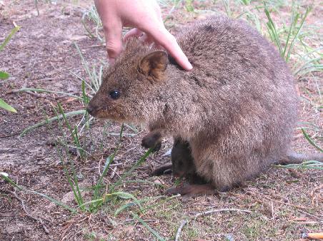 quokka mit kind im beutel
