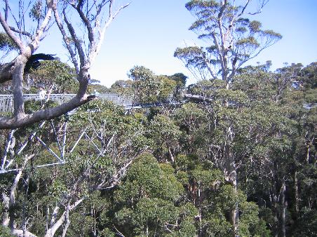 the tree top walk. auf einer schmalen bruecke liefen wir durch die kronen der hoechsten baeume australiens.
