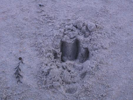 spurensicherung. ein dingo war hier (ausgerechnet an dem strand an dem wir campen...)!