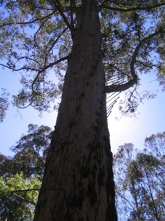 the gloucester tree. auf naegeln kletterten wir den baum 61 meter hoch. scary!