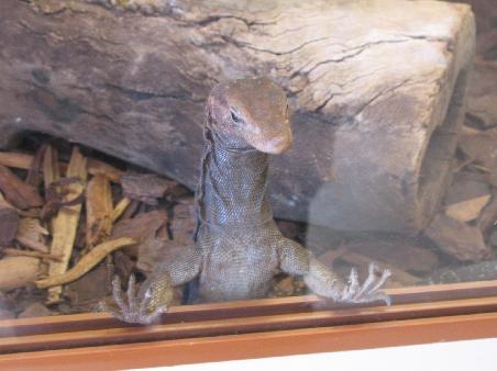 im reptile house. E.T. lebt doch!