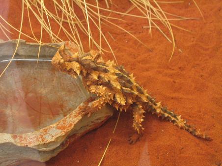 stachelig aber freundlich - dragon lizard