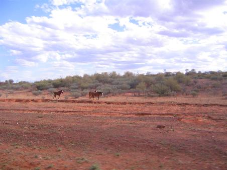wilde pferde mitten im outback