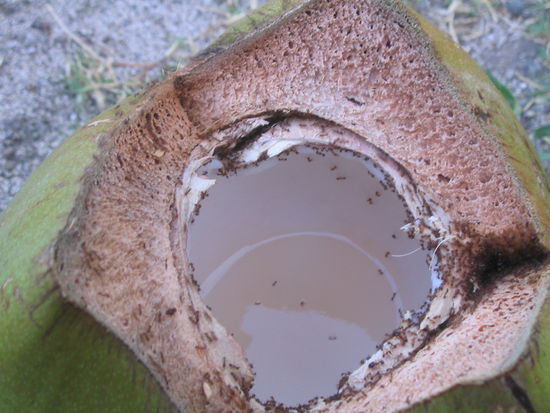 aber auch von ameisen...