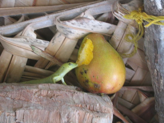 und unserem neuen haustier