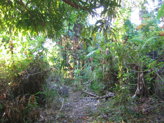 ... durch den dschungel