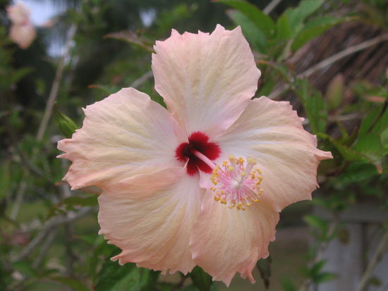 hibiskus 1