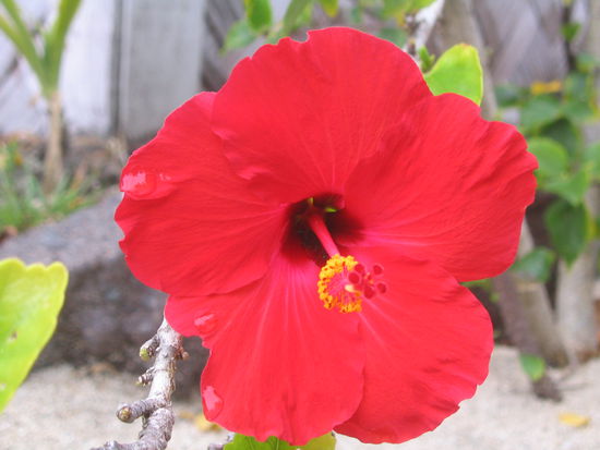 hibiskus 2