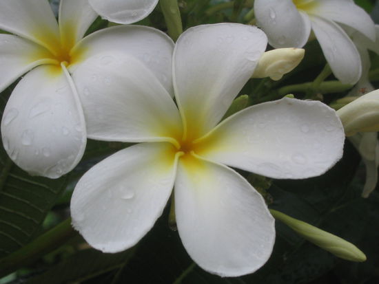 aus diesen blumen werden die ketten gemacht. wie sie duften!