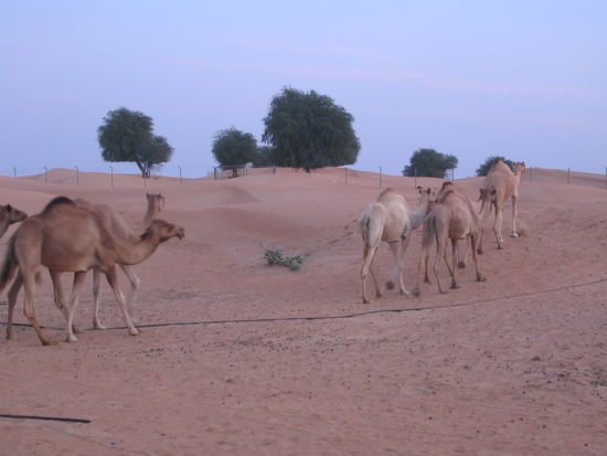 kamele in der wüste