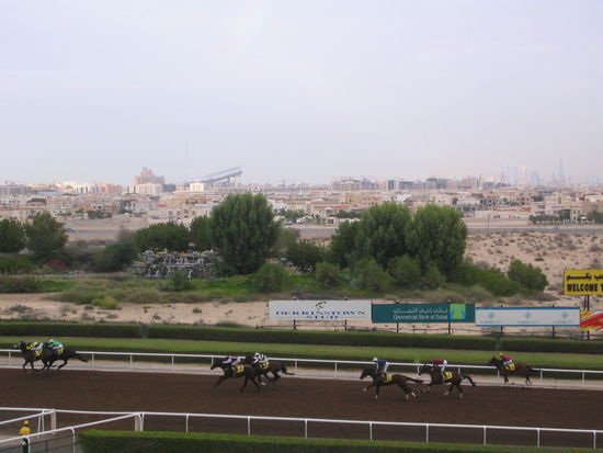 die pferde laufen durch das ziel... (im hintergrund übrigens "ski dubai")