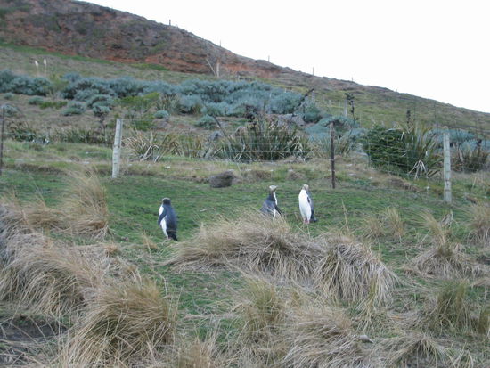 Pinguine am Strand in Neuseeland (Dunedin)