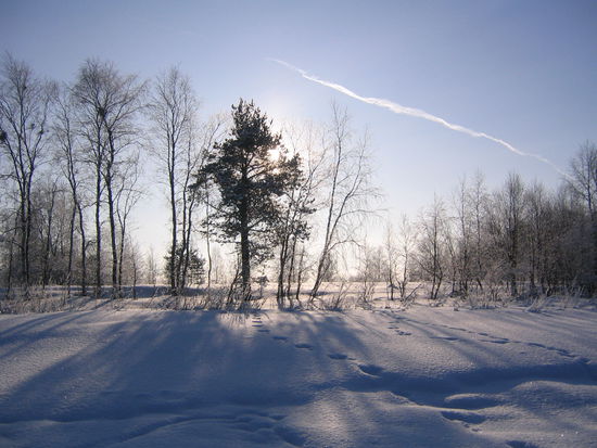 Ich fasse es nicht, ich stehe tatsächlich allein mitten in Lappland. Nichts als Schnee, Bäume und Rentiere!