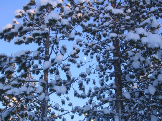 Schnee, Wald und Mond