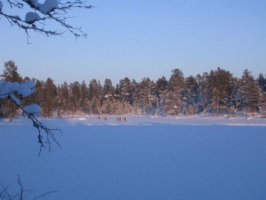Schnee, Wald und Rentiere 