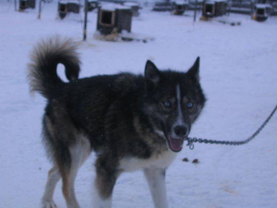 einer der ca. 50 Huskyhunde