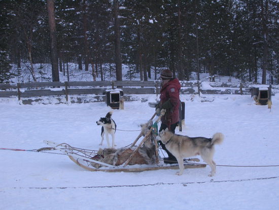 Täglich werden sie trainiert um einmal gute Schlittenhunde zu werden