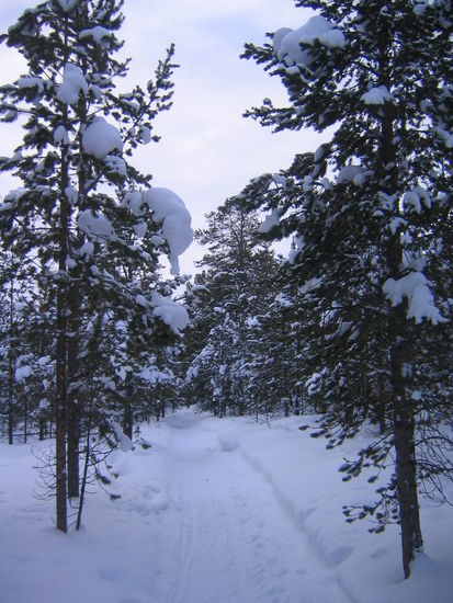 Mitten im verschneiten Wald in Norwegen...