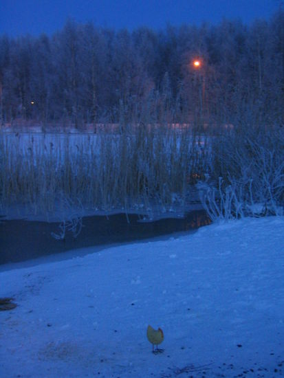 ... und auch Per geht es gut (das Huhn, unser 3. Mitbewohner, hier bei einem seiner Ausflüge) 