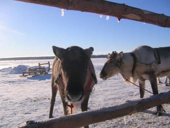 Die Rentiere warten auf ihren Einsatz