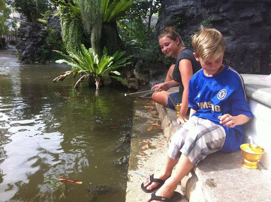 Ma! Ma! zu Deutsch: Komm! Und schon stürzen sich die kleinen und großen Schildkröten am Wat Prayoon ins Wasser und wollen mit den Futterstangen gefüttert werden.