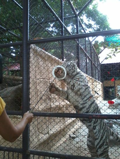 Ich habe noch nie einen weißen Tiger gefüttert.