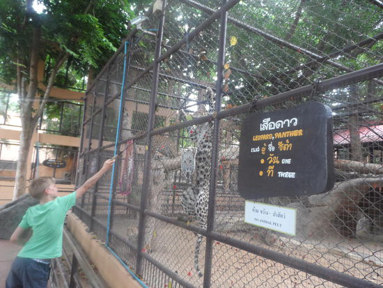 Die Leoparden klettern sogar am Zaun hoch.