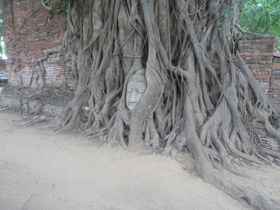 Wat Phra Mahathat mit dem eingewachsenen Buddhakopf, vor dem unablässig Gläubige knien und beten.