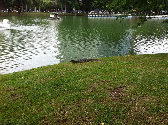 Im Lumpini Park gibt es freilebende Warane. An (fast) jeder Ecke.