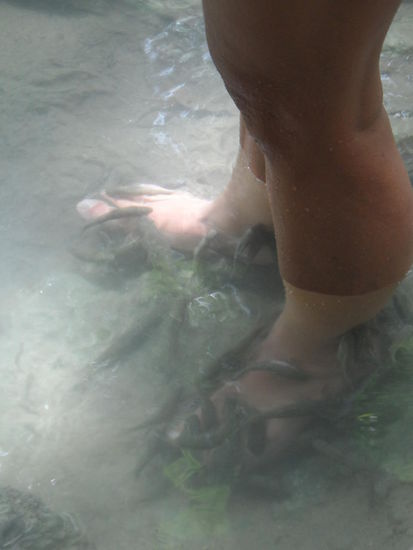 Die kleine Fischchen knabbern die tote Haut an den Füßen ab, ganz schön kitzelig manchmal.